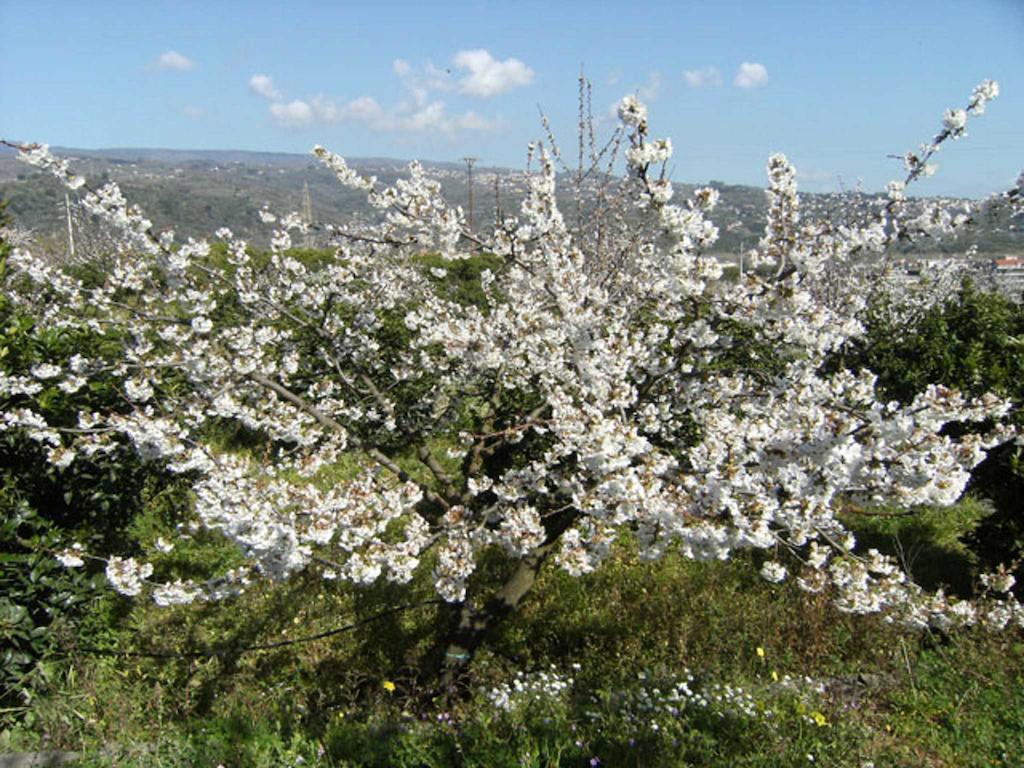 Baglio Delle Rose Bed & Breakfast Giarre Dış mekan fotoğraf