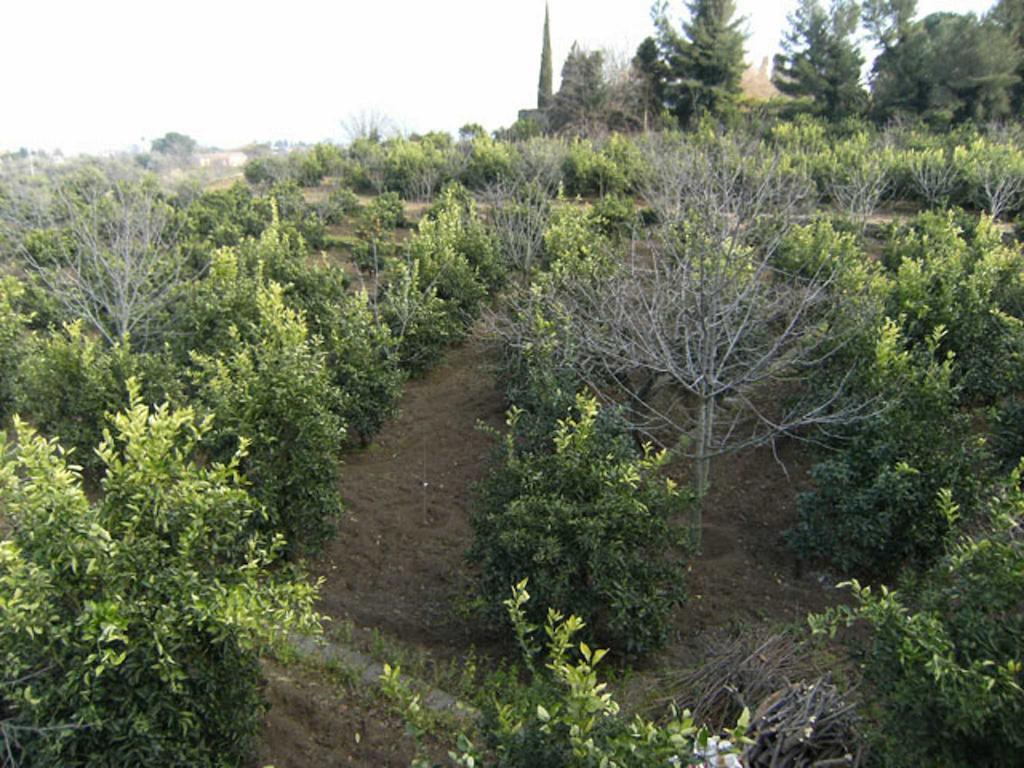 Baglio Delle Rose Bed & Breakfast Giarre Dış mekan fotoğraf