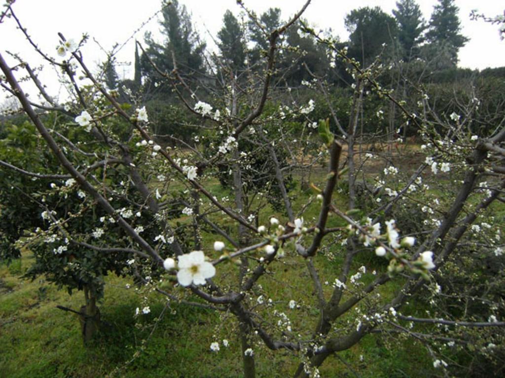 Baglio Delle Rose Bed & Breakfast Giarre Dış mekan fotoğraf
